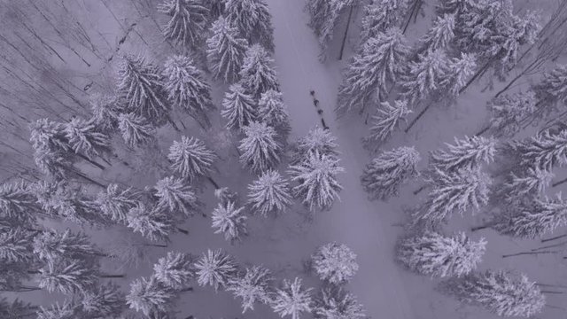 Topshot Drohnenaufnahme einer Wandergruppe die bei D&auml;mmerung durch einen Wald aus Tannenb&auml;umen Wandert