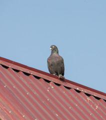 pigeons on the roof against the sky