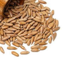 Pine nuts on white background