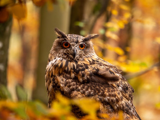 Eurasian eagle-owl (Bubo Bubo) in colorful autumn forest. Eurasian eagle owl sitting on tree. Owl in colorful autumn forest.