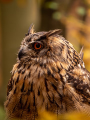 Eurasian eagle-owl (Bubo Bubo) in colorful autumn forest. Eurasian eagle owl sitting on tree. Owl in colorful autumn forest.