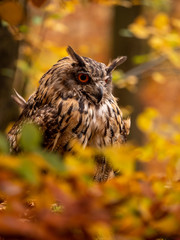 Eurasian eagle-owl (Bubo Bubo) in colorful autumn forest. Eurasian eagle owl sitting on tree. Owl...