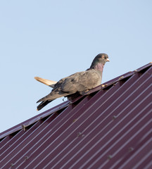 pigeons on the roof against the sky