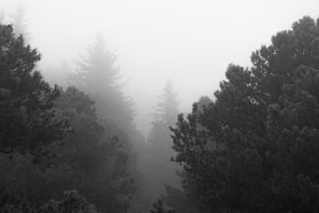 Nature dans la brume