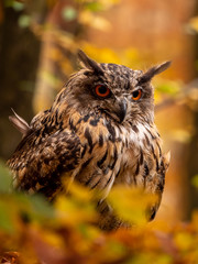 Eurasian eagle-owl (Bubo Bubo) in colorful autumn forest. Eurasian eagle owl sitting on tree. Owl in colorful autumn forest.