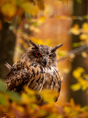 Eurasian eagle-owl (Bubo Bubo) in colorful autumn forest. Eurasian eagle owl sitting on tree. Owl in colorful autumn forest.