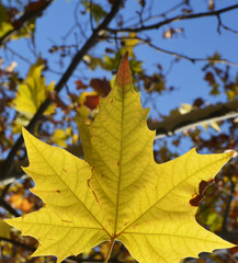 yellowed leaves of  trees on autumn