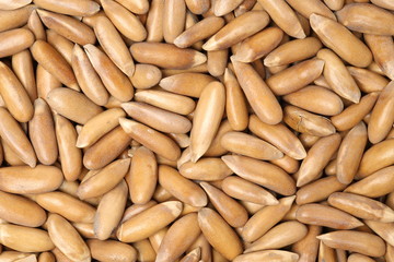 Pine nuts on white background