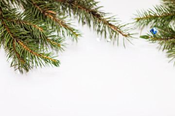 Green fir branches closeup on white background