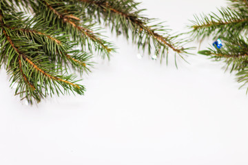 Obraz premium Green fir branches closeup on white background