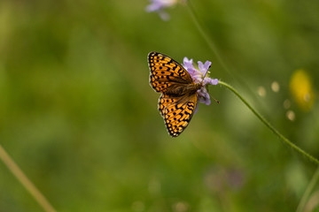 Papillon dans la nature