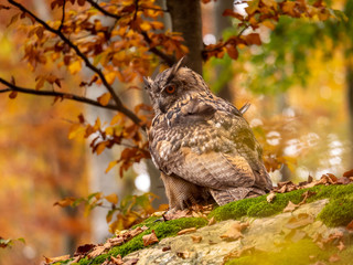 Eurasian eagle-owl (Bubo Bubo) in colorful autumn forest. Eurasian eagle owl sitting on tree. Owl in colorful autumn forest.