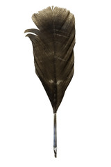 Black feather of a bird on a white background