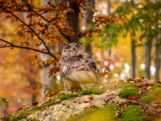 Eurasian eagle-owl (Bubo Bubo) in colorful autumn forest. Eurasian eagle owl sitting on tree. Owl in colorful autumn forest.