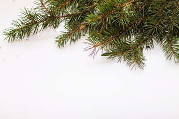 Green fir branches closeup on white background