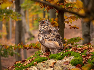 Eurasian eagle-owl (Bubo Bubo) in colorful autumn forest. Eurasian eagle owl sitting on tree. Owl in colorful autumn forest.