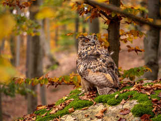 Eurasian eagle-owl (Bubo Bubo) in colorful autumn forest. Eurasian eagle owl sitting on tree. Owl in colorful autumn forest.