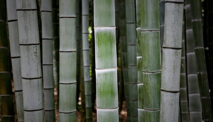 Closeup shot of fresh tall bamboo branches growing