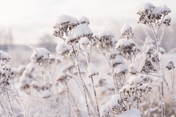 White snow lies on dry flowers in the field