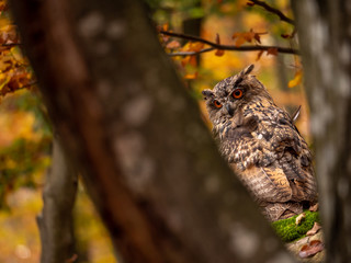 Eurasian eagle-owl (Bubo Bubo) in colorful autumn forest. Eurasian eagle owl sitting on tree. Owl in colorful autumn forest.
