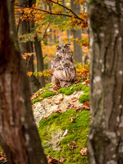 Eurasian eagle-owl (Bubo Bubo) in colorful autumn forest. Eurasian eagle owl sitting on tree. Owl in colorful autumn forest.