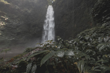 Lush foliage at Nungnung Waterfall in Bali
