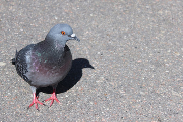 Gray pigeon on gray asphalt on the street. One pigeon in the park, close view.