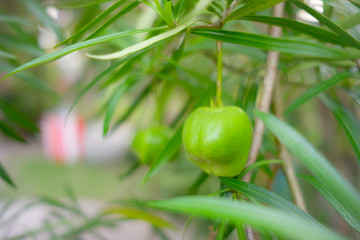 green tomatoes on the vine