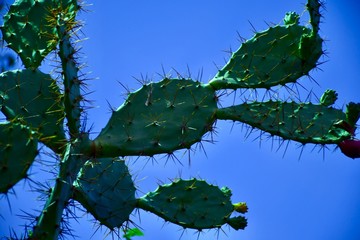 leaves and sky