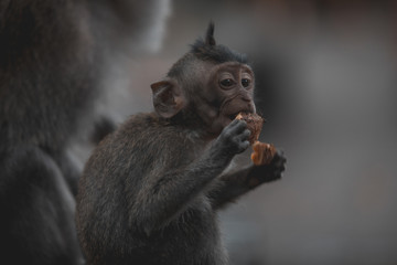 Baby long-tailed monkey snacking in Ubud Monkey Temple
