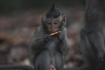 Baby long-tailed monkey eating at Ubud Monkey Forest