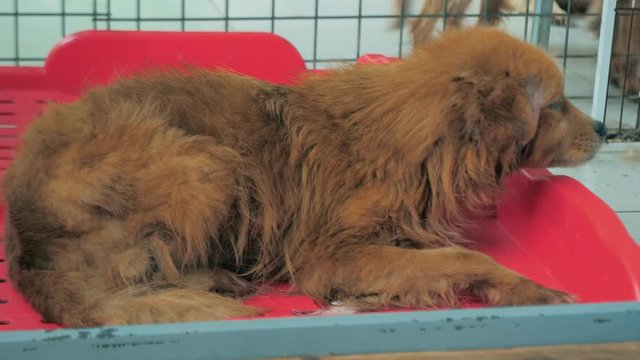 Poor dog affected by tetter shakes with cold on bed in pet shelter. Young dog scared of people but looking for love in the dog shelter cage.