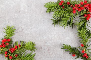 Yew twigs with fruit.