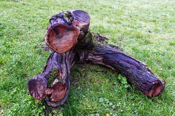 A big tree trunk in a park in autumn