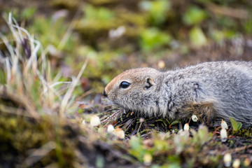Mature Groundhog relaxing on a large rock, near the river