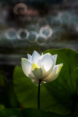 Obraz premium Single White lotus flower blooming at pond- nature photography