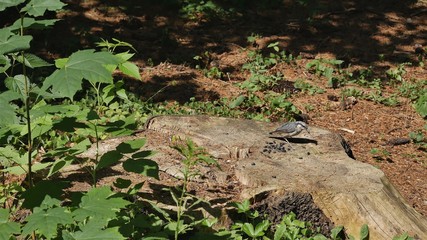  Nuthatch on a stump in the forest eats seeds.