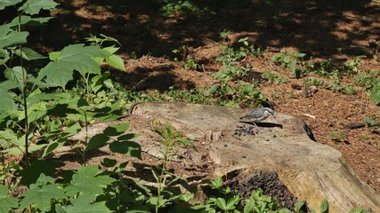 Naklejka na ściany i meble Nuthatch on a stump in the forest eats seeds.