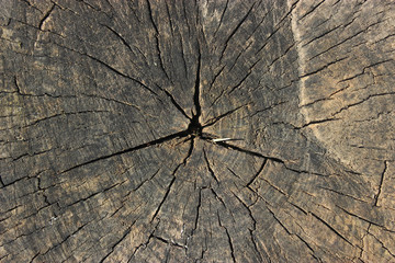 cut of a tree. Old stump in the forest, felled tree. Background of an old stump.