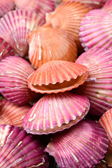 lots of scallop sea shells piled together background