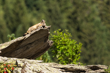 Marmotte au soleil dans les Alpes