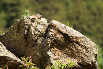 Marmotte au soleil dans les Alpes