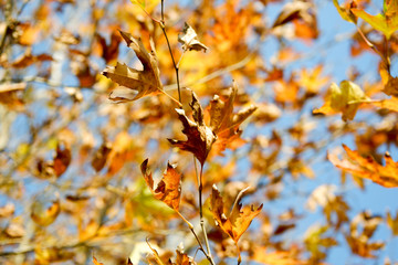 close up autumn leaves on tree. autumn background. selective focus.