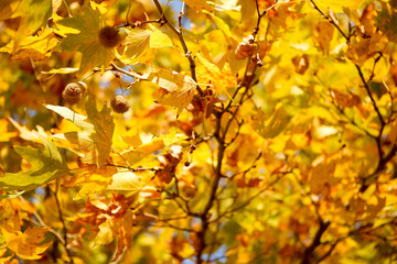 close up autumn leaves on tree. autumn background. selective focus.