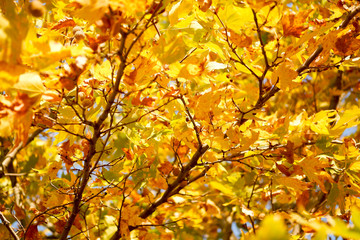 close up autumn leaves on tree. autumn background. selective focus.