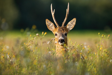 Adult roe deer, capreolus capreolus, buck with long antlers hidden in grass with wildflowers...