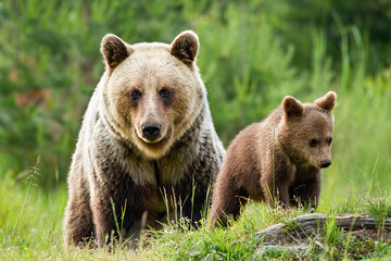 A big female brown bear, ursus arctos, keeping a wary eye on her little baby. She-bear watching every step of and her cute cub in the grassy landscape. © WildMedia