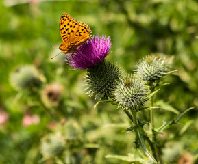 Papillon dans la nature