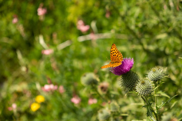 Papillon dans la nature