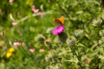 Papillon dans la nature